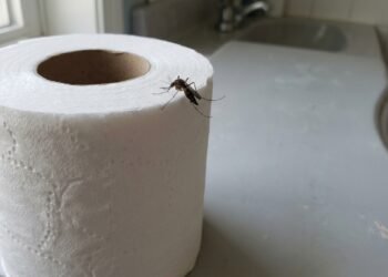 O rolo de papel ganhou uma nova função dentro de casa
