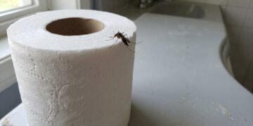 O rolo de papel ganhou uma nova função dentro de casa
