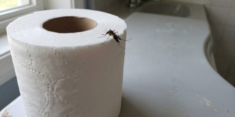 O rolo de papel ganhou uma nova função dentro de casa