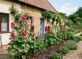 O segredo dos antigos agricultores: por que eles plantavam malvas-rosas nas paredes das casas de fazenda e como essa prática simples ajudava a proteger o lar, melhorar o ambiente e até indicar mudanças no clima