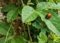 A planta que se espalha facilmente por muros e quintais e ainda ajuda a atrair joaninhas, insetos benéficos conhecidos por proteger outras plantas do jardim contra pragas de forma natural e equilibrada