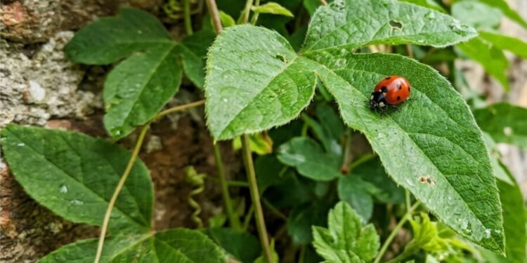 A planta que se espalha facilmente por muros e quintais e ainda ajuda a atrair joaninhas, insetos benéficos conhecidos por proteger outras plantas do jardim contra pragas de forma natural e equilibrada
