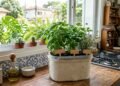 Não jogue fora potes de sorvete: transforme-os em vasos criativos para plantas e temperos na cozinha