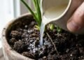 Água de macarrão nas plantas funciona? Veja o que acontece após algumas semanas