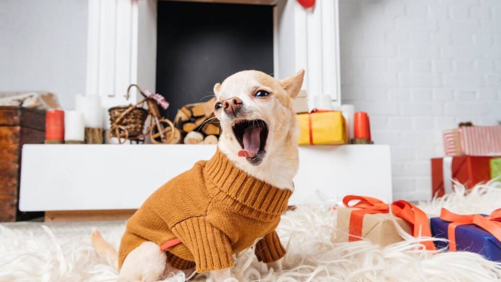 Cuidados com cachorro