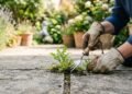 Como remover ervas daninhas entre azulejos naturalmente