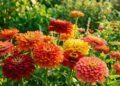 A flor que cresce rápido, aguenta calor e transforma qualquer jardim em poucas semanas