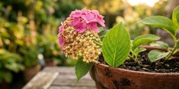 Flores amareladas revelam um problema na saúde da sua planta que muita gente não percebe