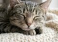 O que o local onde seu gato dorme revela sobre o afeto dele por você