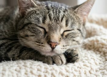 O que o local onde seu gato dorme revela sobre o afeto dele por você