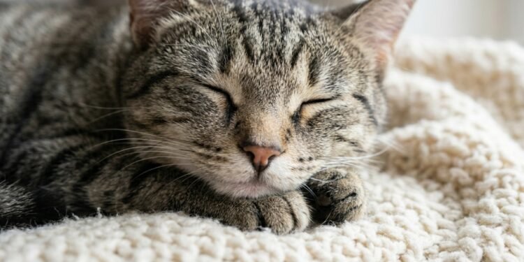 Onde seu gato escolhe dormir revela sinais do carinho que ele sente por você.