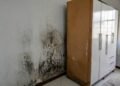 Adeus mofo no guarda-roupa: como a cola branca pode ajudar a proteger a madeira da umidade