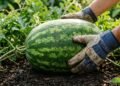 O jeito simples de plantar melancia no quintal e colher frutas grandes e bem doces