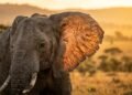 O segredo das orelhas gigantes dos elefantes está na sobrevivência no calor