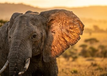 O segredo das orelhas gigantes dos elefantes está na sobrevivência no calor