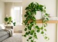 4 plantas fáceis que ajudam a criar um cantinho verde até em apartamento pequeno