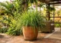 4 plantas cheirosas que ajudam a afastar insetos e ainda perfumam o quintal