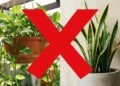 Nem jiboia nem espada-de-são-jorge: a planta de interior que está conquistando decoradores e jardineiros