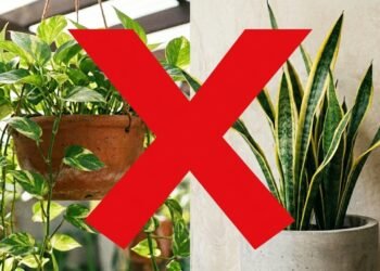 Nem jiboia nem espada-de-são-jorge: a planta de interior que está conquistando decoradores e jardineiros