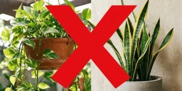 A espécie que está ganhando espaço na decoração e no cultivo dentro de casa