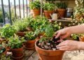 3 restos de cozinha que podem nutrir suas plantas e melhorar o crescimento em casa
