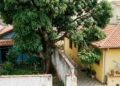 Está em vigor, donos de imóveis com árvores ou cercas vivas a menos de dois metros do vizinho deverão realizar a poda, sob risco de multa