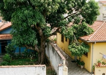 Está em vigor, donos de imóveis com árvores ou cercas vivas a menos de dois metros do vizinho deverão realizar a poda, sob risco de multa