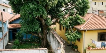 Está em vigor, donos de imóveis com árvores ou cercas vivas a menos de dois metros do vizinho deverão realizar a poda, sob risco de multa