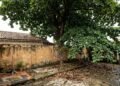 Já está valendo: quem mantém árvores ou cercas vivas muito perto do imóvel vizinho deverá fazer a poda e poderá ser multado