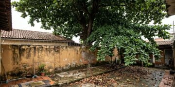 Já está valendo: quem mantém árvores ou cercas vivas muito perto do imóvel vizinho deverá fazer a poda e poderá ser multado