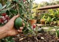Essa árvore virou tendência nos jardins porque cresce bem, atrai polinizadores e oferece frutos incríveis