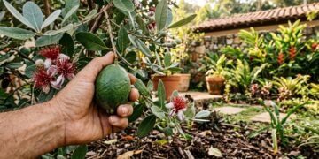Essa árvore virou tendência nos jardins porque cresce bem, atrai polinizadores e oferece frutos incríveis