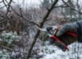Poda de inverno: por que essa é a única época do ano certa pra cortar (e o erro de fazer isso na hora errada mata a floração)