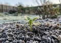 O ajuste simples de dez minutos que mantém suas plantas crescendo no frio