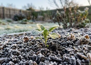 O ajuste simples de dez minutos que mantém suas plantas crescendo no frio