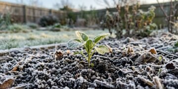 O ajuste simples de dez minutos que mantém suas plantas crescendo no frio