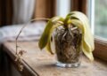 Adeus folhas amarelas e raízes doentes: os primeiros socorros que ajudam a orquídea a voltar a crescer