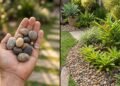 Como usar pedras no jardim sem errar: dicas de design que transformam qualquer espaço