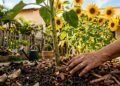 Jardineiros revelam os cuidados essenciais para um jardim de girassol forte e cheio de flores