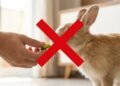 5 vegetais que um coelho nunca deve comer