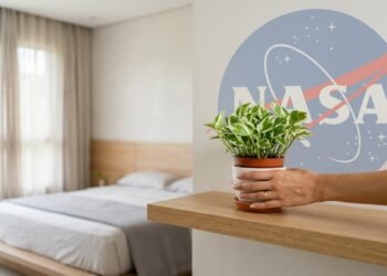 Pequena e fácil de cuidar: planta estudada pela NASA ganha espaço em quartos e escritórios