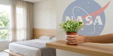 Pequena e fácil de cuidar: planta estudada pela NASA ganha espaço em quartos e escritórios