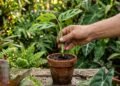 Mudas de graça: como fazer uma planta nova a partir de um pedaço da que você já tem, sem gastar nada