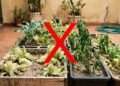 Sua horta murcha 2 semanas antes de você perceber: os 3 sinais que aparecem antes da planta morrer de vez