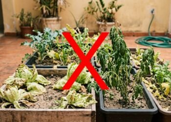 Sua horta murcha 2 semanas antes de você perceber: os 3 sinais que aparecem antes da planta morrer de vez