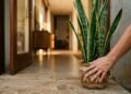 Onde colocar a língua de sogra em julho para proteger a casa e atrair prosperidade