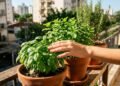 As 3 ervas que você pode plantar agora para chegar à primavera com temperos frescos prontos para colher