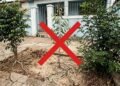 Plantas que parecem bonitas, mas podem causar problemas no jardim e devem ser evitadas perto de casa