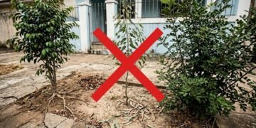 Plantas que parecem bonitas, mas podem causar problemas no jardim e devem ser evitadas perto de casa