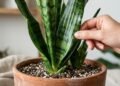 As 7 espécies perfeitas para quem mata todas as plantas em casa
